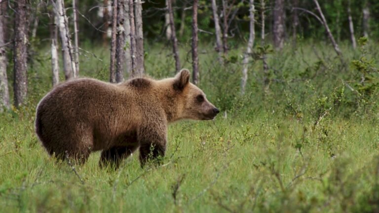 Brown Bear in Slovenia