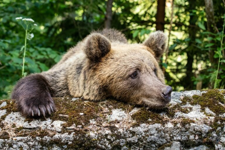 Wild European brown bear in the forest photographed from a hide in Slovenia