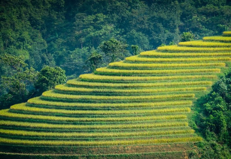 SAPA, VIETNAM - CIRCA SEPTEMBER 2014: View of typical rice paddy landscape in Sapa, north Vietnam.